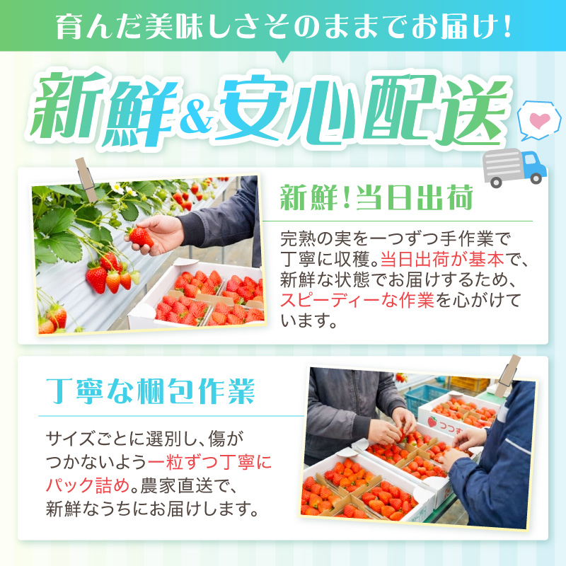 【2027年1月～5月発送予定】【いちご本来の甘酸っぱさを味わう】定番人気 紅ほっぺ 約600g（約300g×2パック×1箱）5ヶ月定期便 ※お届け不可地域あり【121B-006-2027】
