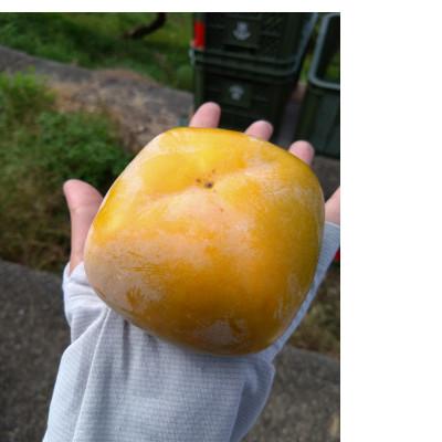 ふるさと納税 橋本市 和歌山県産たね無し柿　L・2Lサイズ　5kg