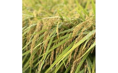 【先行予約】 令和7年産 新米 たかたのゆめ 白米 10kg まーちゃんファーム 【 オリジナル ブランド米 冷めてもおいしい お弁当 おにぎり ギフト 】 10月下旬頃より順次発送予定 RT2577