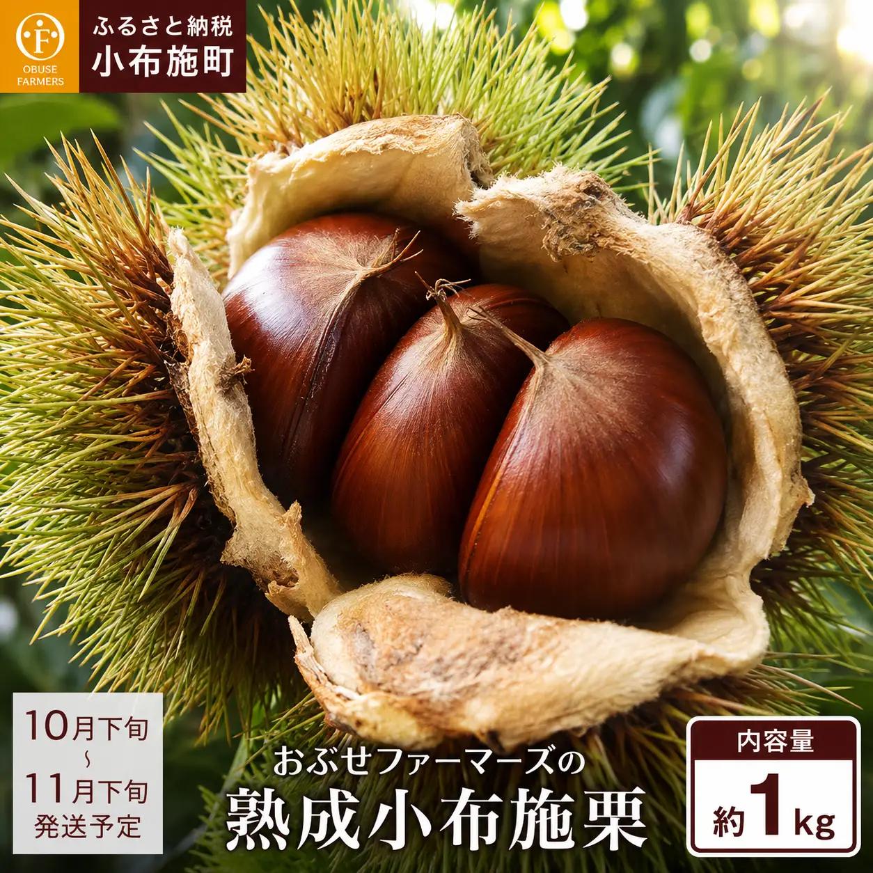  熟成小布施栗 約1kg ［おぶせファーマーズ］ 果物 フルーツ 生栗 くり 長野県産 信州産 令和8年産 【2026年10月下旬～11月下旬発送】  ［F-236］