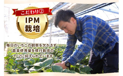 いちごの贅沢！栃木の3品種食べ比べセット 1,920g (960g×2) 《12月中旬～4月の期間で発送》 澳原いちご農園 | いちご 苺 イチゴ フルーツ 果物 産地直送 栃木県産 【12～4月の期