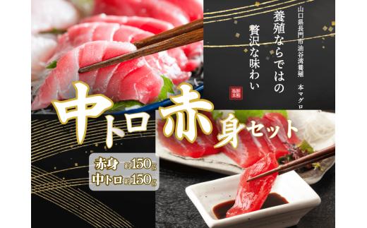 長門産養殖 本マグロ 赤身 中トロ セット 柵 300g 【マグロ 刺身 冷凍 柵 中とろ さく 中トロ 赤身 まぐろ 鮪 さしみ 急速冷凍 長門市】
