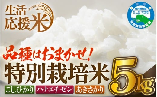 【生活応援米】令和7年産 米 特別栽培米 5kg 福井県越前町産 【白米】【お米 コメ kome 5キロ 家庭用 白米 玄米 農薬5割減】 [e81-a002_01]