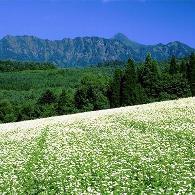 ふるさと納税 長野市 信州戸隠産 半なまそば(めん220g×2袋)・干しそば(180g×6袋)詰合せ(つゆ・七味付き) |  | 02
