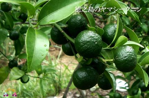 ～野生の酸味と香りを～ジュースやヨーグルトに！シークニン粉末（100g）