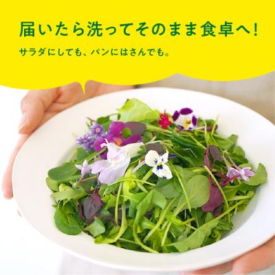 ふるさと納税 各務原市 マイクロリーフミックス【20g】&ベビーリーフミックス【40g】健康野菜の食べ比べセット【932】 |  | 01