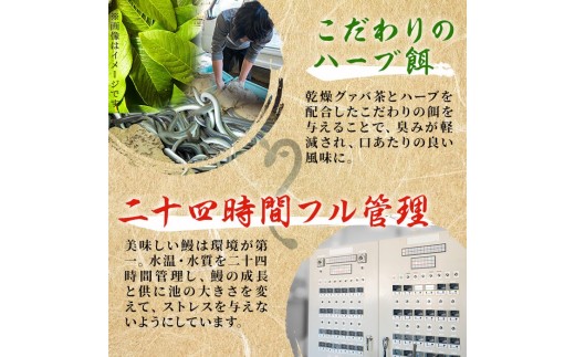 【丑の日までに配送】鹿児島県産 伊崎田のうなぎ蒲焼刻みうなぎ 50g×20袋(計1kg) 鰻 うなぎ ウナギ きざみ鰻 刻みうなぎ 刻み鰻 蒲焼き かばやき 国産 九州産 鹿児島県産 冷凍 レンジ 簡