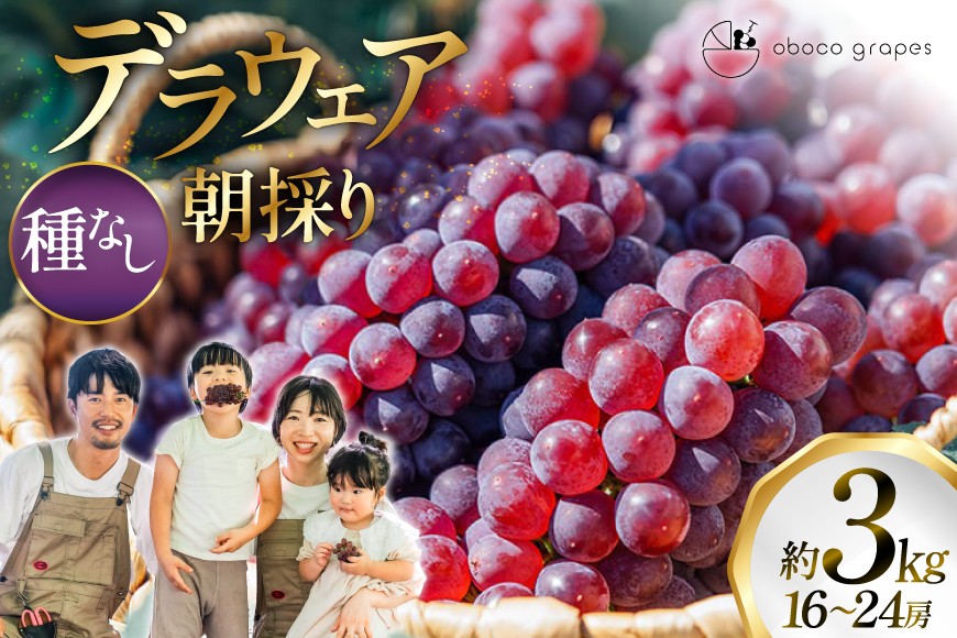 
                  【期間限定発送】 ぶどう デラウェア 16～24房 約 3kg 朝採れ [oboco grapes 山形県 高畠町 tk06ayt250008] 個包装 種無し ブドウ 葡萄 くだもの 果物 フルーツ 産地直送 農家直送
                