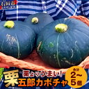 【ふるさと納税】高級カボチャ「栗五郎」サイズ色々2-5個、お得セット！農薬を使わないシリカ水栽培 (1月～5月順次発送) ｜沖縄 石垣市 石垣島産 減農薬 特別栽培 野菜 離島のいいもの 沖縄いいもの石垣島 OI-13