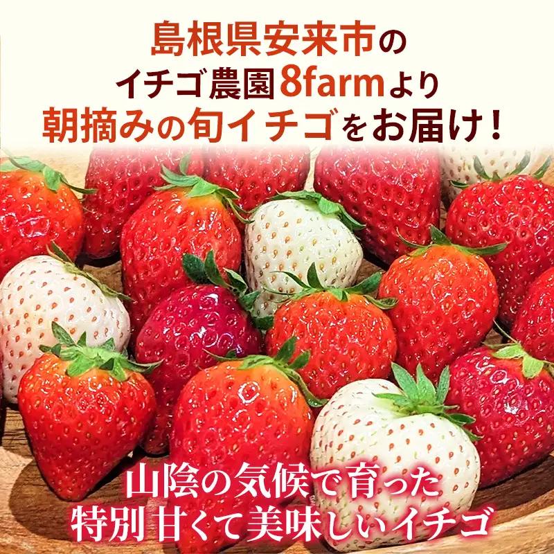 【先行予約】 章姫 4パック 【 約290g×4パック あきひめ イチゴ いちご 苺 ストロベリー 冷蔵 安来市産】【16-FA-09】