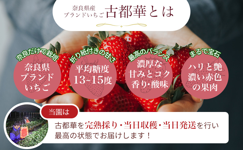 【 いちご１２月から計6回定期便 】 ◆古都華　約３００g×２パック×６回 ◆ 【今朝摘みの丸笑いちご園】 ／ フルーツ いちご 苺 イチゴ 果物 くだもの 新鮮 完熟 朝採り 高級 希少品種 甘い 