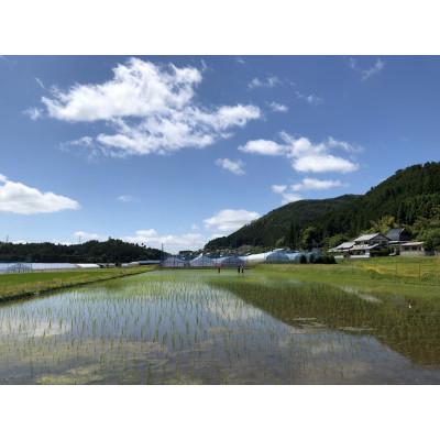 ふるさと納税 南丹市 【令和7年産】京都丹波産 コシヒカリ 10kg 白米(栽培期間中農薬不使用) |  | 02