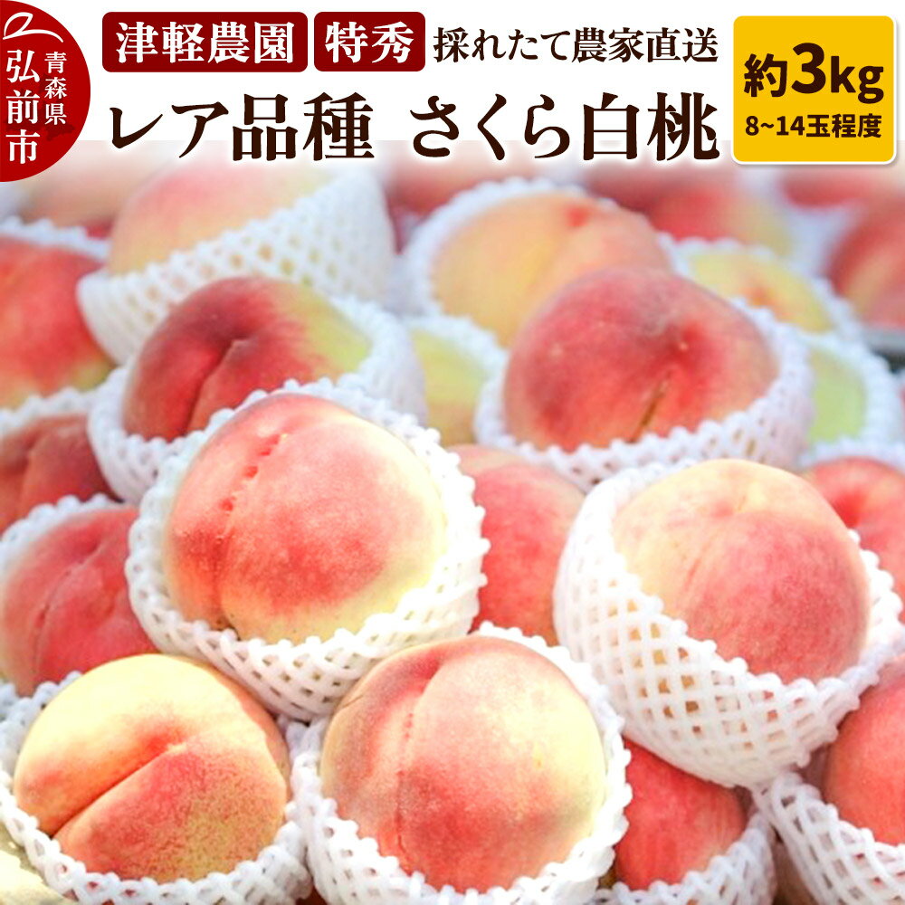 【ふるさと納税】【26年9月発送】もも【2026年産 レア品種 さくら白桃】特秀 約3kg 8〜14玉程度 津軽農園 採れたて 農家直送