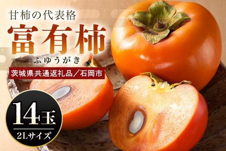 【数量限定・先行予約】 富有柿 2L 14玉 《11月13日～12月10日発送予定》 柿 かき カキ 果物 くだもの フルーツ (茨城県共通返礼品 石岡市) 67-B