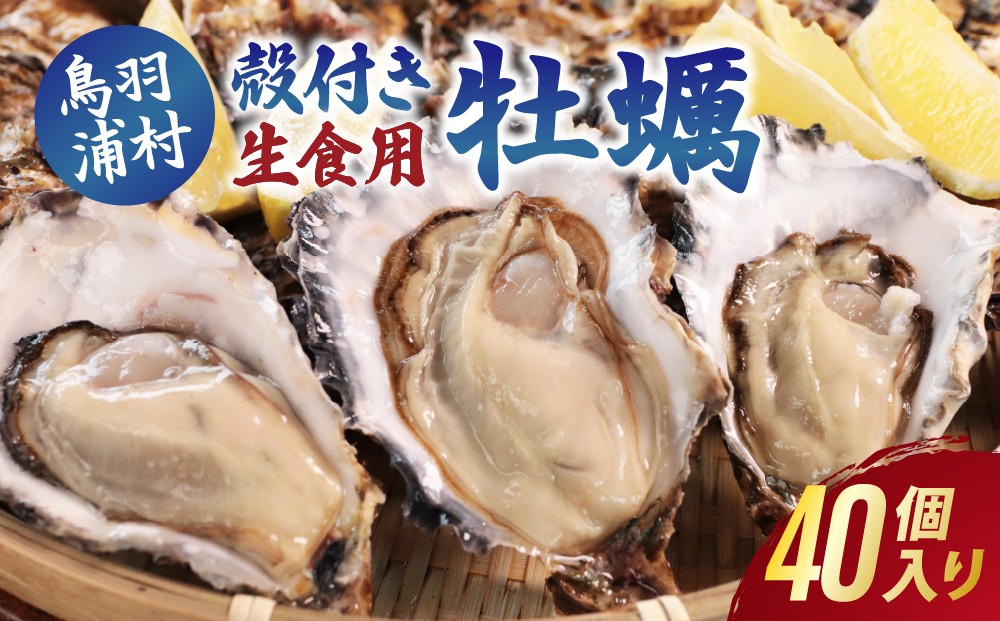 
                  【先行予約／2026年12月より順次発送】23-05 生食用浦村牡蠣40個入りセット
                