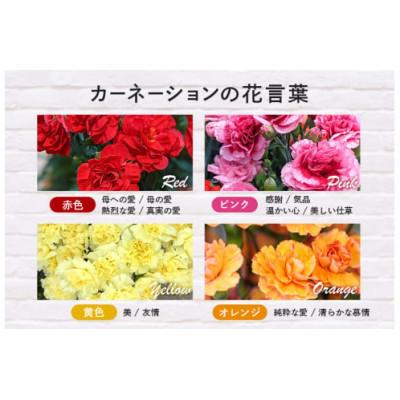 ふるさと納税 那珂市 【2026年5月上旬発送】鉢植えカーネーション(黄系) 5号 |  | 02