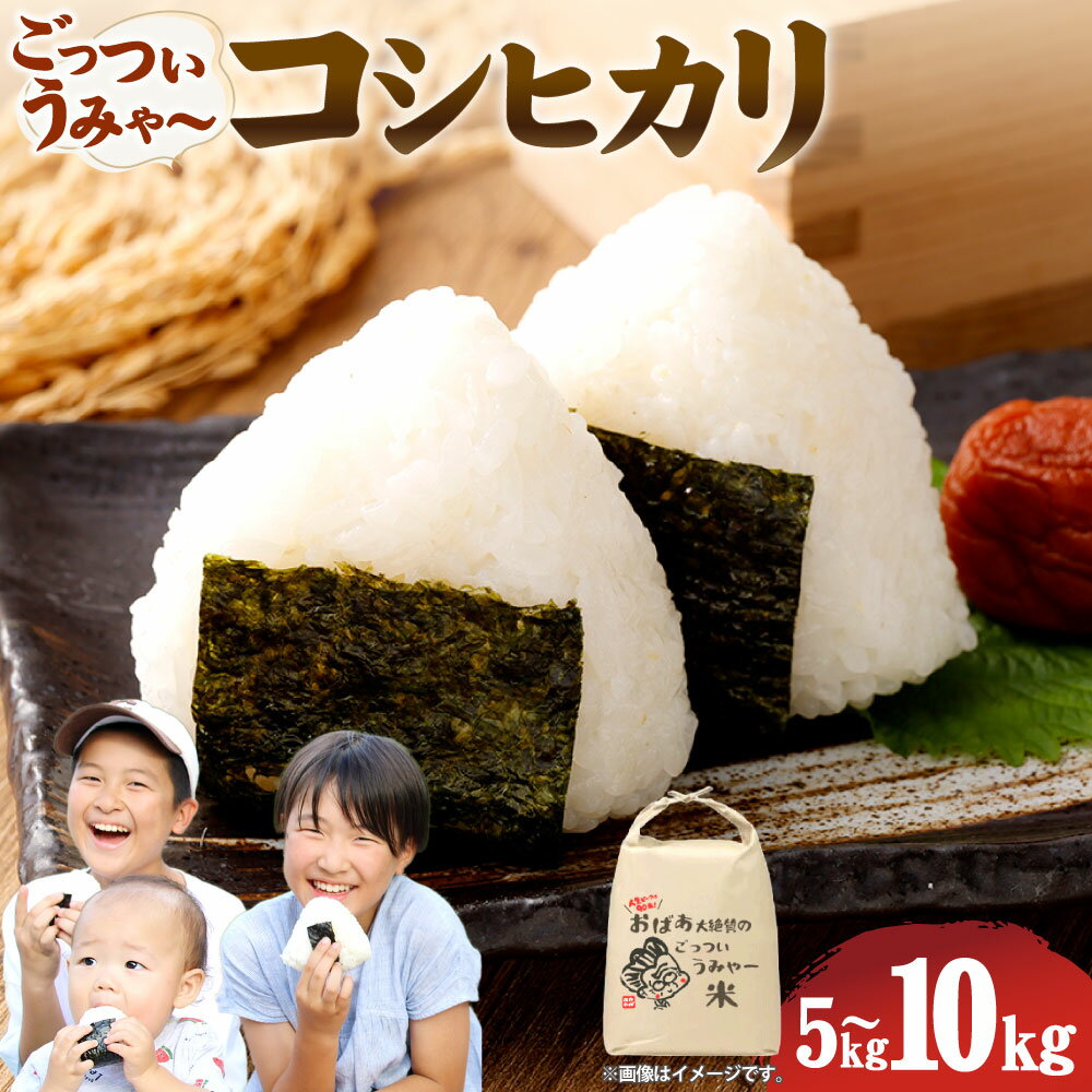 【ふるさと納税】＜選べる内容量＞【令和7年産】 コシヒカリ 精米 5kg / 10kg お米 こめ コメ うるち米 うるち精米 単一原料米 ごはん ご飯 兵庫県産 国産 兵庫県 新温泉町 送料無料