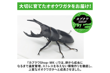 【産地おまかせ】【数量限定】オオクワガタオスのみ♂（オス70ミリup）飼育セット【クワガタ クワガタムシ カブトムシ 昆虫 虫 国産 飼育 セット 夏休み 自由研究 鹿嶋市 茨城県】（KBY-8）