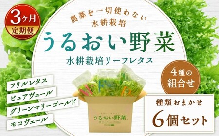 【定期1ヶ月毎3回】水耕栽培 リーフレタス「うるおい野菜」6個セット 野菜 フリルレタス ピュアヴェール グリーンマリーゴールド モコヴェール 定期便 セット 福岡県 北九州市