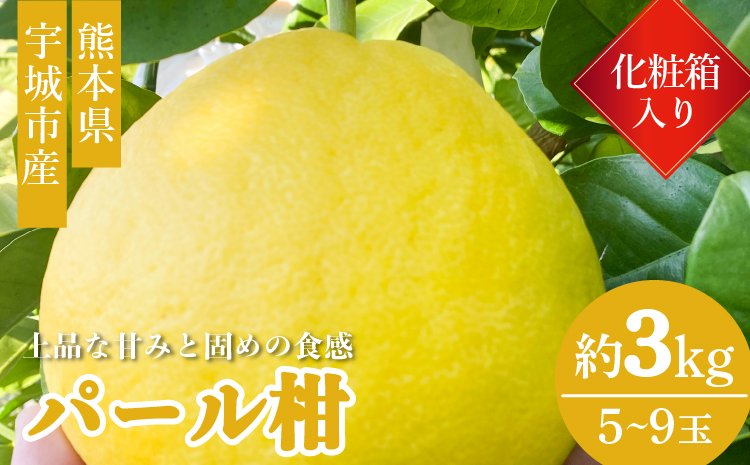 宇城市 パール柑（化粧箱入り）3kg 高橋果樹園【2026年3月上旬から4月下旬発送予定】ぱーるかん 柑橘 フルーツ 果物 くだもの