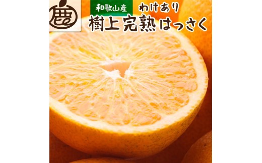 
            ［先行予約］家庭用 樹上完熟はっさく10kg+250g（傷み補償分）［有田の春みかん・五月八朔・木生りはっさく］［光センサー選別］［訳あり・わけあり］［IKE36］
          
