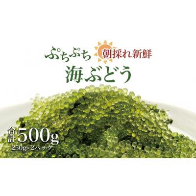 ふるさと納税 大崎町 【発送は9月中旬以降】海の幸　朝採れぷちぷち海ぶどう〜MOBAKO育ちのSEAGRAPES!?〜