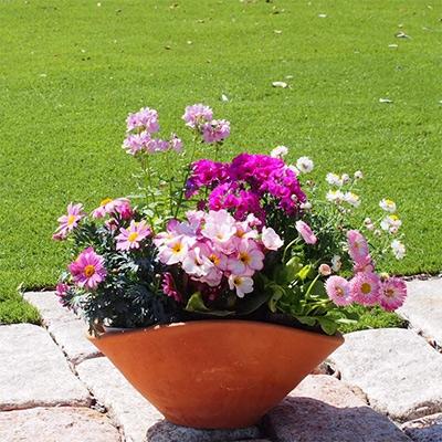 ふるさと納税 朝倉市 可愛いピンクのお花たっぷりの寄せ植え(舟形Mサイズ)×1鉢 |  | 02