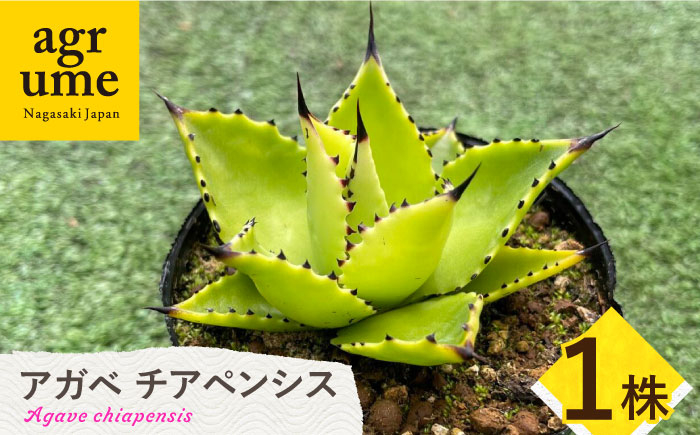 
Agave chiapensis　アガベ チアペンシス 1株 長与町/アグリューム [EAI121] 観葉植物 多肉植物 苗 植物 アガベ あがべ インテリア
