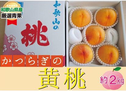 ★かつらぎの黄桃★＜品種おまかせ＞約2kg 5～8玉【2026年6月下旬～2026年8月上旬順次発送】【A256-frks149】