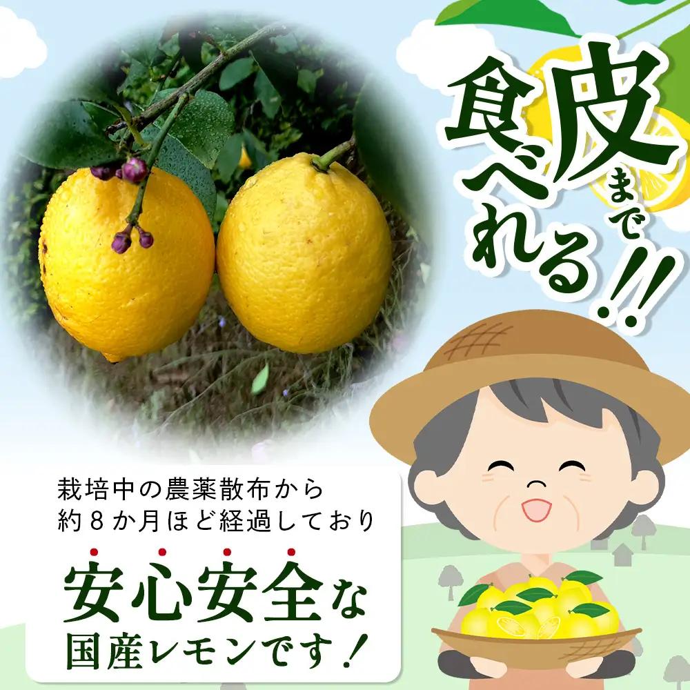 希少な国産レモン【宝韶寿レモン】訳アリ　約2kg（サイズ混合）【6月中旬より順次発送予定】柑橘 檸檬 ご自宅用 お菓子 料理 お酒 希少品種 佐賀県鹿島市 送料無料 B-127