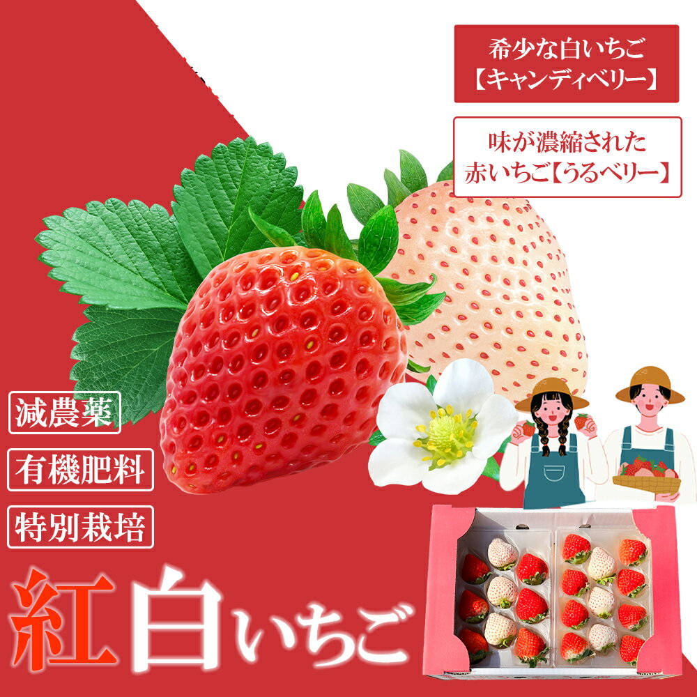 【ふるさと納税】【2025年11月中旬～2026年4月発送】紅白いちご（GF001-002）