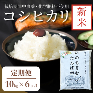 【定期便6回】 新米 米 コシヒカリ 計60kg 10kg×6回 精米したて お米 定期便 ( 四国 徳島県 小松島 白米 栽培期間中無農薬 ふるさと納税 おいしい こめ おこめ 精米 国産 限定 ごはん ご飯 白飯 ゴハン ふるさと ランキング 人気 送料無料 国産 TKG 卵かけご飯 おにぎり いのち育む田んぼ米 生物多様性【北海道･東北･沖縄･離島への配送不可】 米 コシヒカリ 米 コシヒカリ 米 コシヒカリ 米 コシヒカリ 米 コシヒカリ 米 コシヒカリ 米 コシヒカリ 米 コシヒカリ 米 コシヒカ