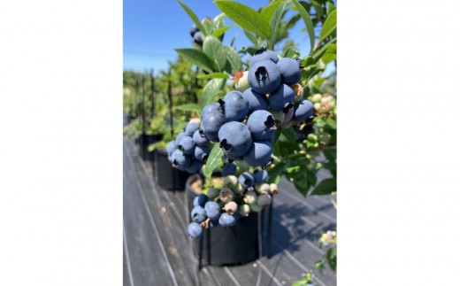 ブルーベリー狩り　（大人2人）