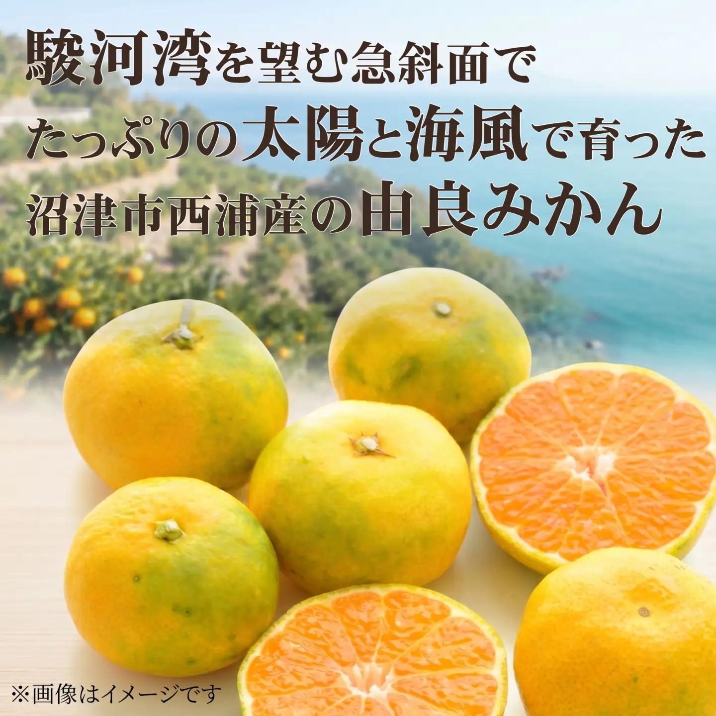 【先行予約】由良みかん 約3kg 沼津市 西浦 みかん
