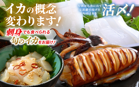 おまかせ定期便 《6ヶ月連続お届け》 計約6kg イカ 三昧！ その時期の一番良いイカをお届けします 急速冷凍 活〆 刺身 ヤリイカ ケンサキイカ アオリイカ 【いか 烏賊 若狭湾 地物 海産物 新鮮