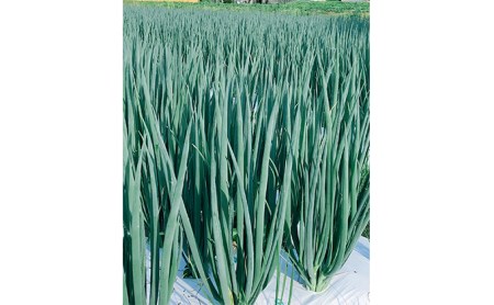 生産農家直送 京野菜・九条ねぎ4kg〈ねぎ 野菜 農家直送 京都