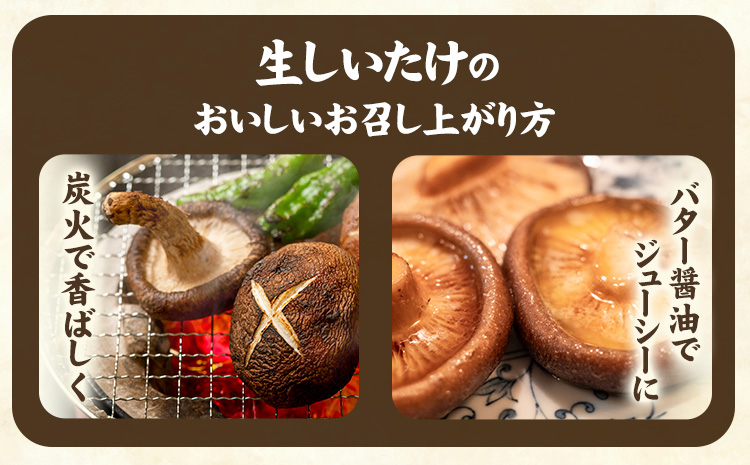 「訳あり」生しいたけ　200g×3袋(サイズ混合)　【配送不可地域あり】※離島不可 《90日以内に出荷予定(土日祝除く)》しいたけ 椎茸 シイタケ 生 大ぶり 食べ応え 厚い しいたけ 訳あり しいた