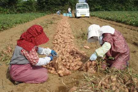 種子島 中園ファーム 安納いも ( 生芋 ) SS / S サイズ 5kg　NFN457【300pt】