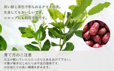 【先行予約】ナツメ苗木（鉢物）45cm～60cm【2026年5月上旬以降順次発送予定】【なつめ 棗 ナツメ お花 花 はな フラワー 花 苗 植物 家庭菜園 花壇 プランター ガーデニング観葉植物 園