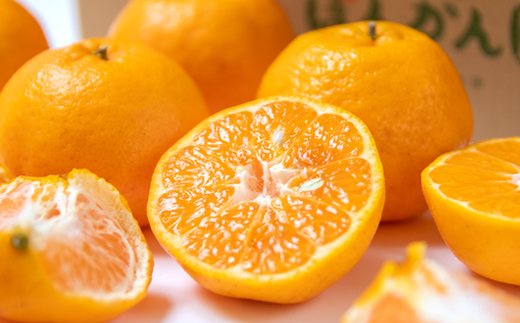 ＼数量限定／西都市産ぽんかん 5kg（Mサイズ～2Lサイズ）12月発送開始 宝財原『やのぽんかん園』直送！《先行予約》ぽんかん＜1.4-9＞果物 フルーツ くだもの 柑橘 ふるさと納税