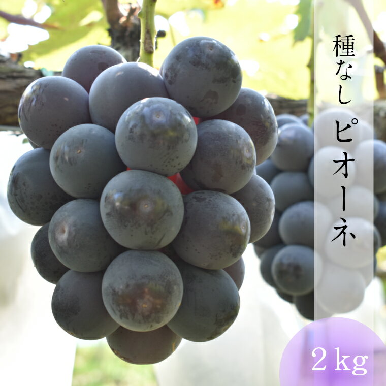 【ふるさと納税】種なし ピオーネ 2kg【8月中旬～9月下旬発送】／ 3～4房 ぶどう 先行受付 大粒 先行 予約 フルーツ 島根県 安来市産 数量限定