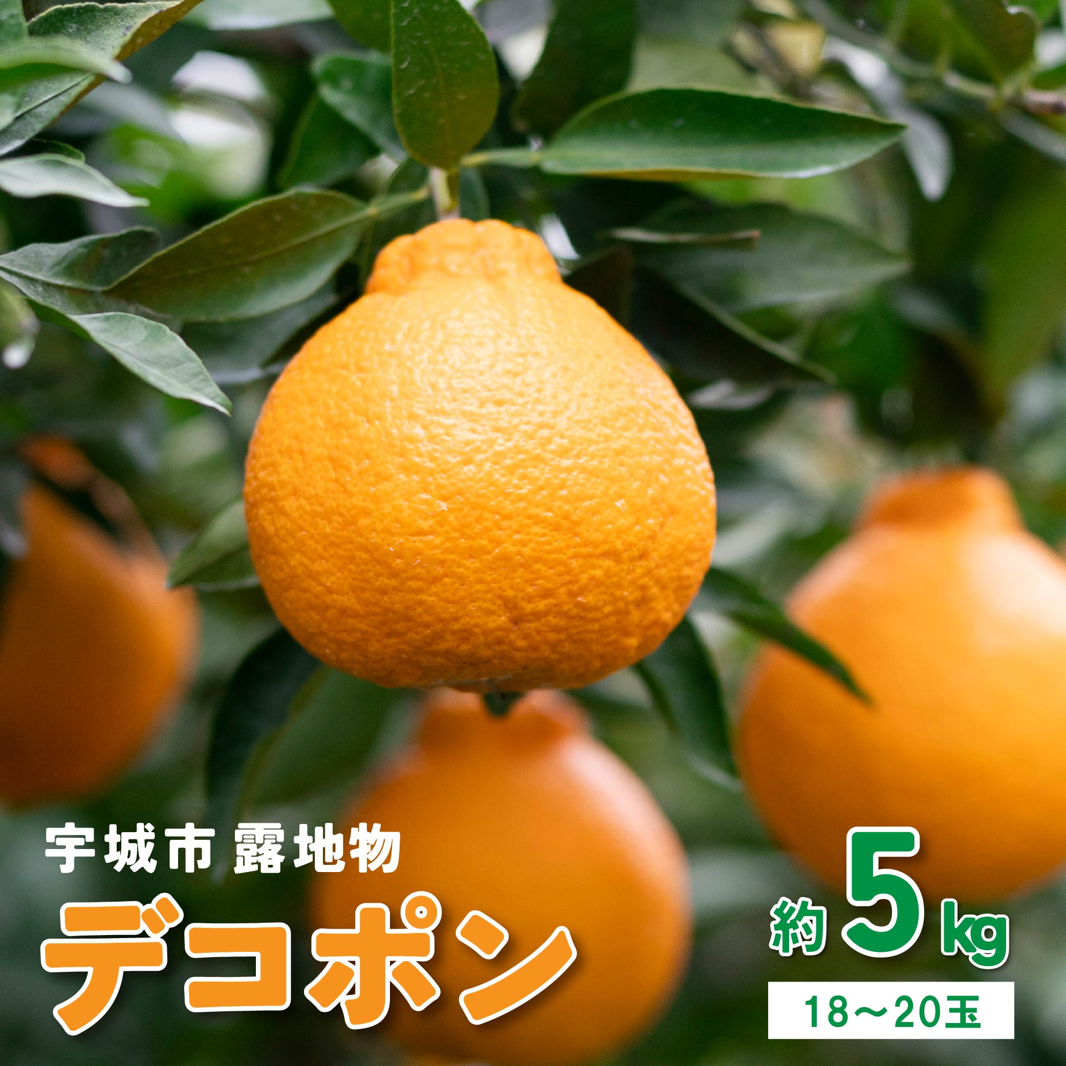 【ふるさと納税】先行予約 露地物 デコポン 約5kg (18〜20玉) 【2026年3月上旬〜3月下旬頃発送予定】 不知火 しらぬい 糖度13度以上 ミカン 柑橘 果物 フルーツ 宇城市産 熊本県産 国産 送料無料 サンサンうきっ子宇城彩館 デコポン発祥の地