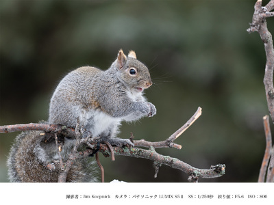 SIGMA 500mm F5.6 DG DN OS Sports【Lマウント】
