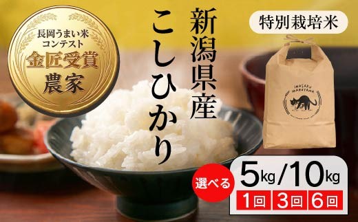 
                  新潟県長岡産 特別栽培米コシヒカリ 新米 令和8年産 先行予約 5kg 10kg 単品 定期便 3か月 6か月 3ヶ月 6ヶ月 稲作まる山 L4-8K
                