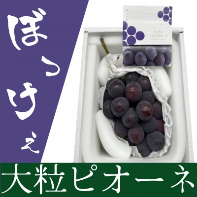 【先行受付】岡山県産 ぼっけえ大粒ニューピオーネ1房(800g以上) 化粧箱入り【配送不可地域：離島・北海道・沖縄県】