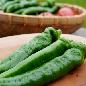 夏野菜セット 万願寺とうがらし１ｋｇとトマト２ｋｇ 化粧箱入