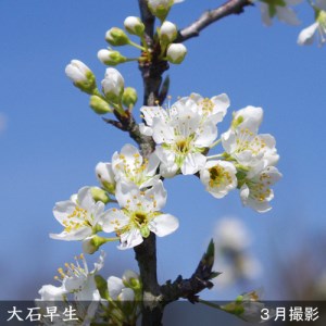 ＜すだ農園＞2年生 苗木◇スモモ(李 プラム)大石早生(おおいしわせ)[地掘苗 2024年]　※2025年12月上旬～2026年4月下旬頃に順次発送予定　※北海道・沖縄・離島への発送不可