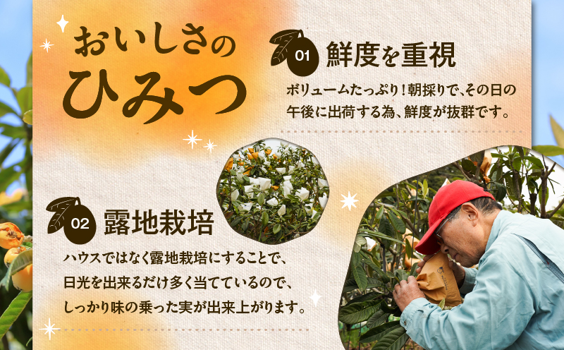 旬の朝採り！ 鹿児島 桜島産びわ 3箱（秀品）　K343-001_03