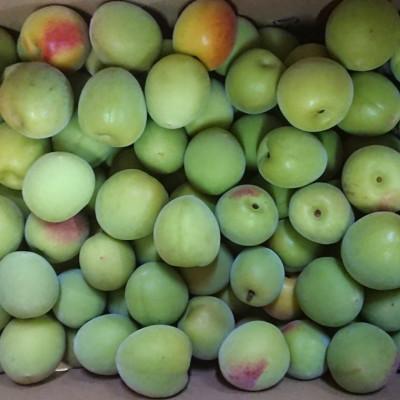 ふるさと納税 和歌山市 【和歌山名産】南高梅約5kg(サイズ混合)(和歌山市) |  | 02