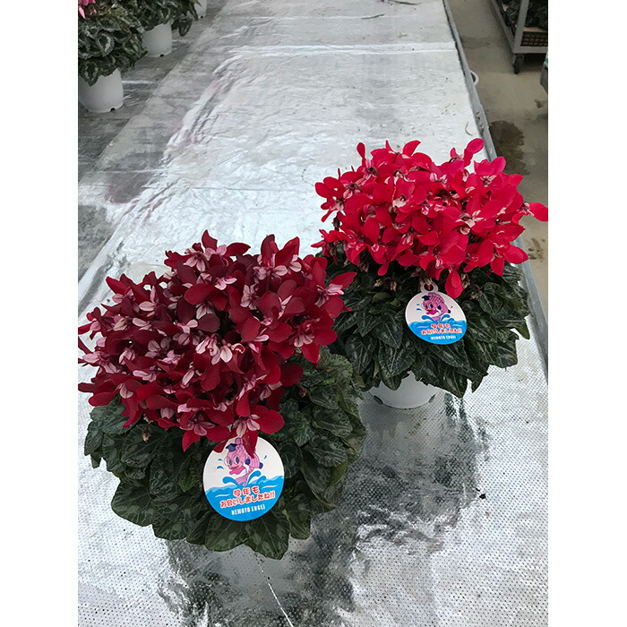 【先行受付】シクラメン ジックス 赤系 5号｜レッド ワインレッド 花【53850-003-01】
